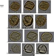 Image result for Lannea humilis