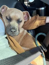 Does my cat have Nebbie in him?