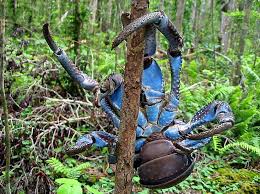 Giant Vanuatu Coconut Crabs 10 Amazing Facts You Never Knew