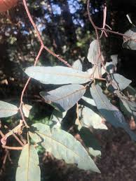 Image result for Monanthotaxis trichantha