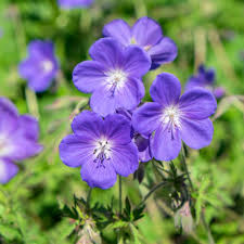 Image result for Geranium bohemicum Orhcid Blue