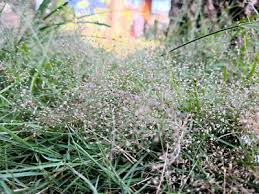 Image result for Agrostis products
