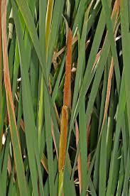 Image result for Typhaceae