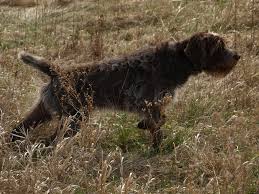 All healthy, happy and most of all cute!!! In The Field