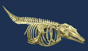High quality indoor and outdoor furniture and read what other customers have to say about kloter farms testimonials. Beluga Whale Skeleton For Sale Dinosaur Corporation