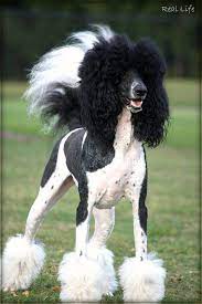 But, owners will have to take a little more care when it comes to grooming, in order to keep that white fur clean. Pin On Poodles