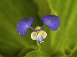 Image result for Commelina subulata