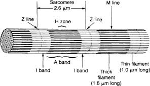 It is one of the extraocular muscles. Muscles Of The Torso An Overview Sciencedirect Topics