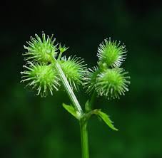 Image result for Sanicula