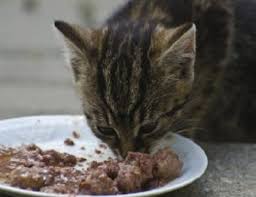 We did not find results for: Cara Membuat Wetfood Untuk Kucing Yang Mudah Murah Dan Sehat Belajar Beternak