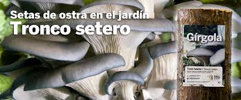 La manera más práctica de cultivo de setas comestibles casera es la de emplear elementos fácilmente encontrables en nuestra casa. Kits Para El Cultivo De Setas En Casa Sustratos Semillas Y Micelios Tienda Bolets De Soca