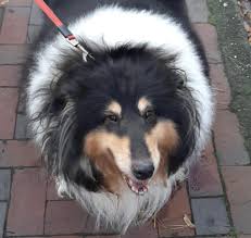 Collies suchen ein zuhause ist eine kleine private tierschutzinitiative von collieliebhabern, wobei collies die initiatorin dieser tierschutzinitiative bereits seit rund 30 jahren von collies im leben begleitet wird. Wvsbbz98r1qdhm