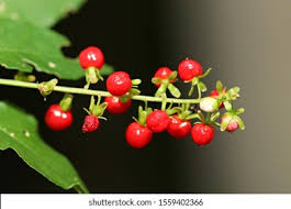 Image result for Erythroxylaceae