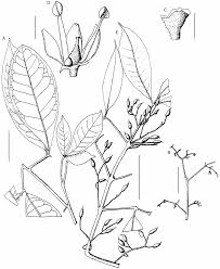 Image result for Vepris grandifolia