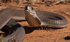 Image result for Dendroaspis Polylepis Venom