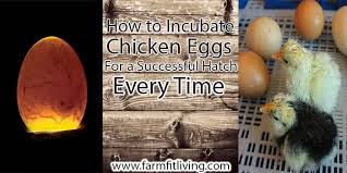 Jan 10, 2012 · before putting your eggs into an incubator, plug it in and make sure the temperature is steady. How To Incubate Chicken Eggs For A Successful Hatch Every Time