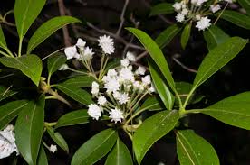 Image result for Polystachya kaluluensis