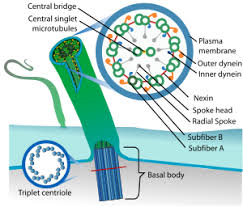 We did not find results for: Cilium Wikipedia