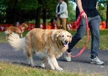 Goldzilla Fun Fair and Walk for Rescue