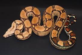 Pin By Ericka Anne On Pets Pet Snake Red Tail Boa Cute Reptiles