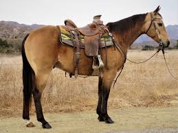 These horses have a gold or tan coat with a black tail, mane, and lower legs. Buckskin Horses Horses For Sale