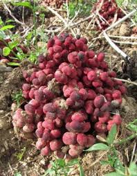 Image result for Mimusops obtusifolia