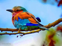 Beautiful birds and flowers wallpapers. 25 Most Beautiful Bird Photography Examples And Tips For Photographers