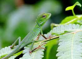 Image result for Urochloa jubata