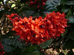 Image result for Clerodendrum splendens