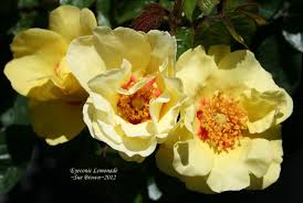 We did not find results for: Photo Of The Bloom Of Rose Rosa Eyeconic Lemonade Posted By Calif Sue Garden Org