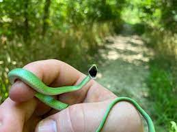 Baby Rough Green Snake Snakes Green Snake Snake Baby Snakes