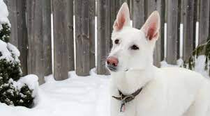 White German Shepherd Dog Breed Info Puppy Prices More