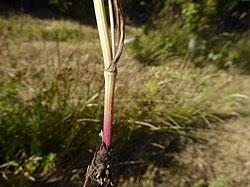 Image result for Oenanthe procumbens