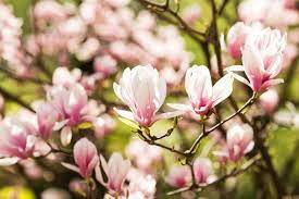 Discover 15 charming flowering trees to grace your garden with their vibrant blooms. Best Exotic And Specimen Trees To Grow In New Jersey