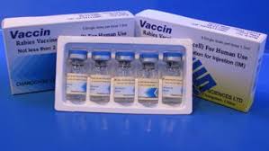 After exposure, the vaccination is typica. Vaccinology Rabies Vaccine Rabies Vaccine Introduction Diseases And Conditions Pediatric Oncall