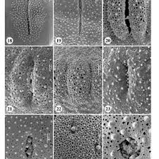 Image result for Spermacoce subvulgata