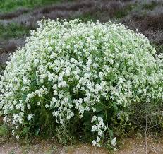 Image result for Crambe