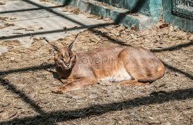 Pasttenses is best for checking german translation of english terms. Civet Cat Photo Image Picture Free Download 501201545 Lovepik Com