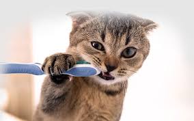 Oh and he'll need a $42 exam first.. Abbey Vet Hospital L Pet Dental Care Antioch Pet Dentist