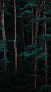 Winter aesthetic phone wallpapers posted by ethan thompson. Aesthetic Forest Iphone Wallpaper Largest Wallpaper Portal