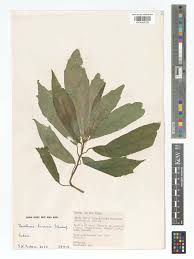 Image result for Dorstenia psilurus