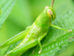 Maybe you would like to learn more about one of these? The Grasshopper Step Protects Itself From The Predator Steemit