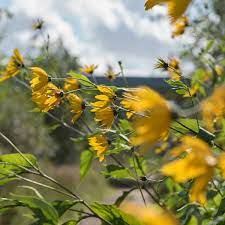 Plants are 1 to 3 feet tall. 8 Yellow Wildflowers That Will Make Your Garden Better Dengarden