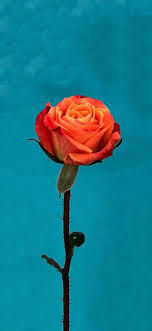 Iphone X Rose Wallpaper Ioswall Rose Wallpaper Ios 11 Wallpaper Flower Background Iphone