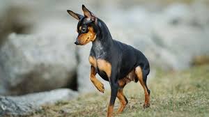 Doberman puppies for sale in florida orlando. Miniature Pinscher Price Temperament Life Span