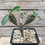 Image result for Euphorbia didiereoides