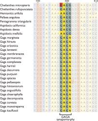 Image result for Cheilanthes schimperi