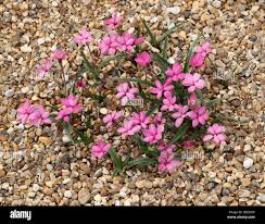 Image result for Hypoxidaceae