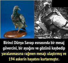 Gdhcjg Ugufjgk Adli Kullanicinin Bilgi Evi Panosundaki Pin Askeri