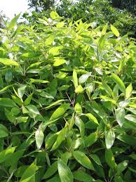 Image result for Shibataea kumasasa